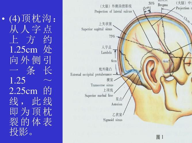 25cm 的 线,此线 即为顶枕 裂的体表 投影.
