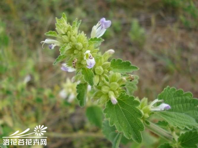 防风草图片