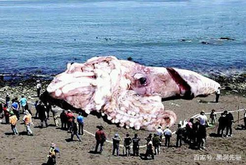 大王酸浆鱿和大王乌贼谁更大?它们真的敢攻击抹香鲸吗?