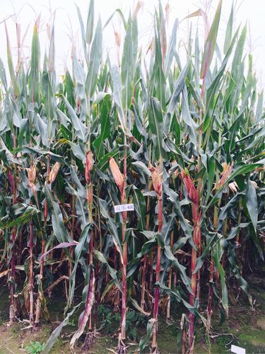 辽宁省审优质玉米品种"双乐68"高产稳产,红轴紫秆,抗病抗倒,粒大粒深