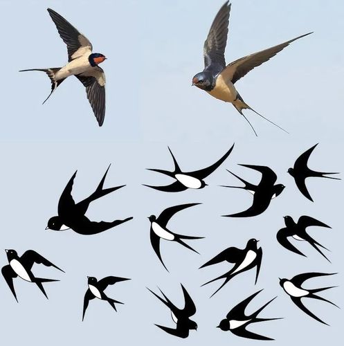 【马克笔水粉剪贴创意手绘】春天小燕子飞回来了