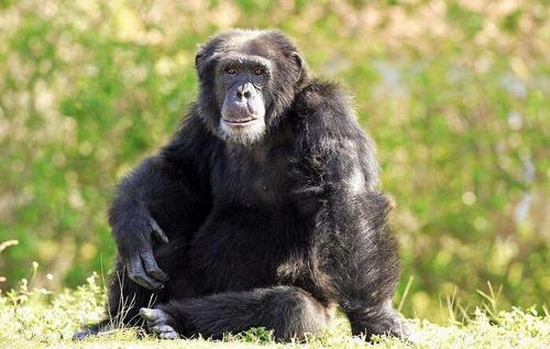 someapesarefarbetterthanhumansatmemorizingimagesandstringsof