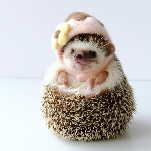 非洲迷你刺猬饲养全攻略2