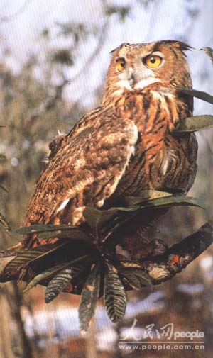 国家重点保护野生动物介绍