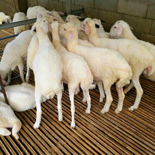 小尾寒羊 小尾寒羊肉羊 纯种小尾寒羊 张氏 小尾寒羊养殖商品大图