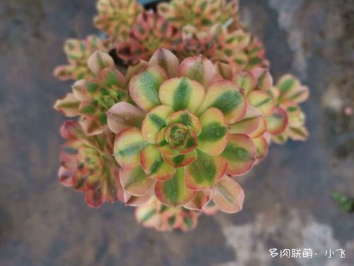 个个都非常漂亮来一个特写和被誉为"韶羞绿锦"的青檬法师对比下再来