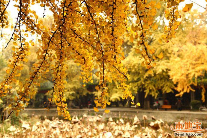 川大看银杏哪里好 盘点川大不为人知的赏银杏好地方