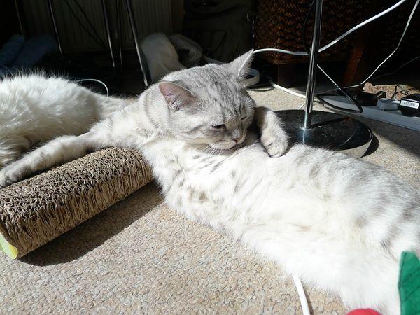 hign完猫薄荷后的喵星人大满足.