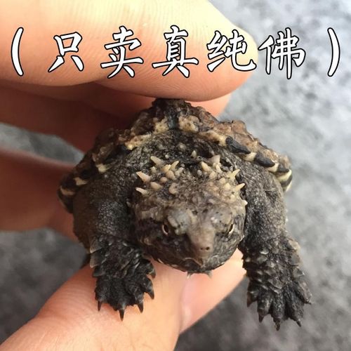 鳄龟龟王王国佛纯佛美暴刺小乌龟宠物龟佛杂活龟