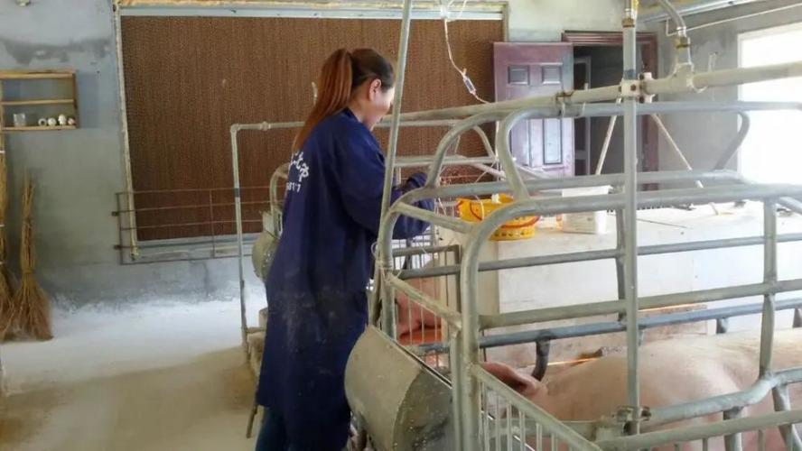 产中母猪输液流程