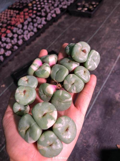 泰迪熊精品花房,中高端肉锥大棚,吕氏晚霞,朝霞,小粉灯,灯泡,拉登,超