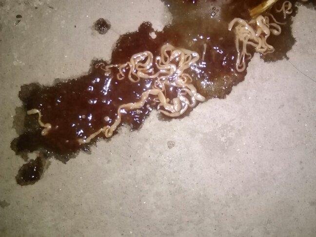 这是什么虫,狗狗拉的