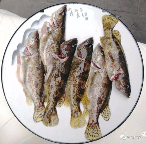 【广汉大厨教你做菜】留恋人家:干烧刺婆鱼,宅家轻松做~(文末有福利!