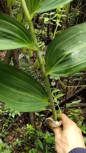 山里的感觉就是好,野生黄精随便找,今天干个百来斤是小ks!