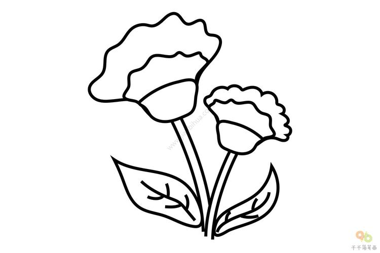 简单线条的鸡冠花简笔画