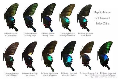 凤蝶各亚种一览,可以看到斑纹变化很大 北方碧凤蝶/德罕翠凤蝶papilio
