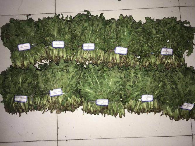 菜市场上贩卖罂粟郑州警方现场查获罂粟苗729株