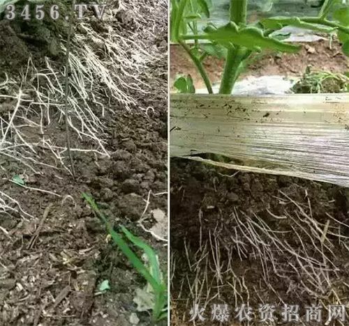 针对黑根,烂根,死根,死苗枯萎有!什么样的产品效果如此牛!
