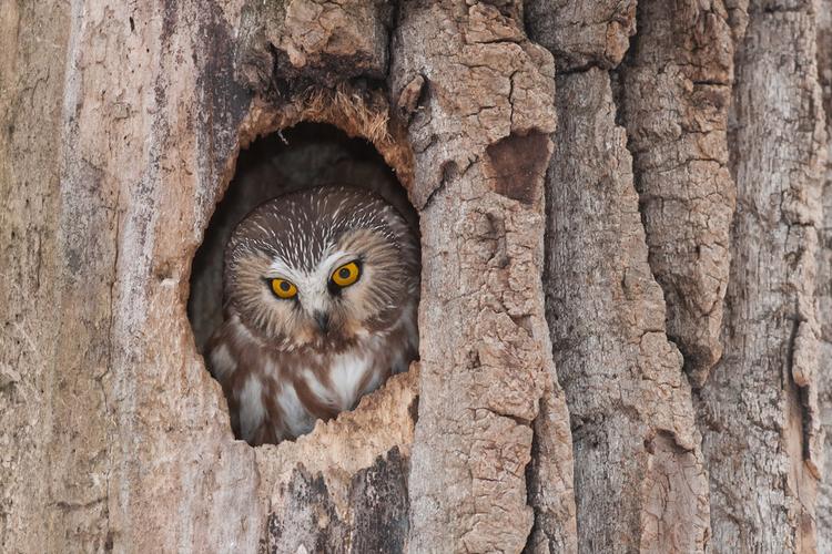 树洞里的猫头鹰图片下载(图片id:1566938)_-其它壁纸-图片素材_ 聚图