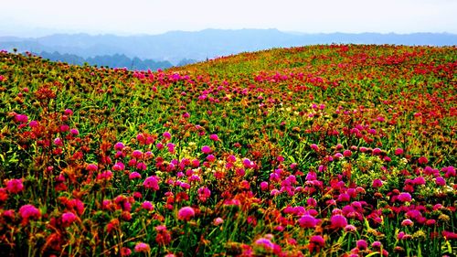 乌蒙山上韭菜坪,花开满山醉来客.