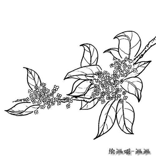 内容包含相关花简笔画栏目里的桂花简笔画,花的简笔画, 儿童简笔画