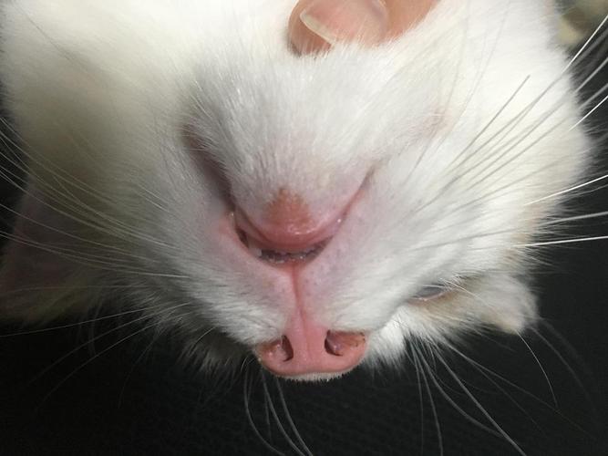 求助,小猫下巴红红的