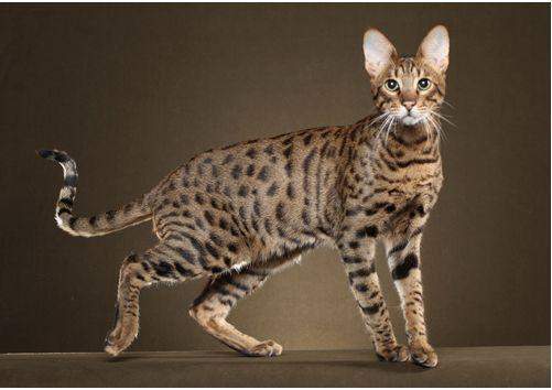 史上最全猫咪品种,约二百种,从古至今|豹猫|猞猁|猫科