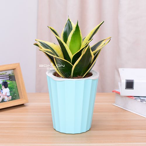 荷花兰办公室内客厅吸甲醛绿植盆栽花卉植物金边短叶虎尾兰虎皮兰