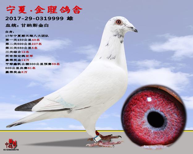 甘纳斯金白