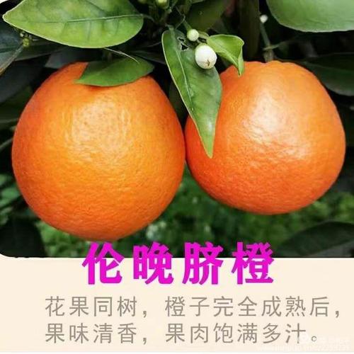秭归脐橙品种——伦晚脐橙