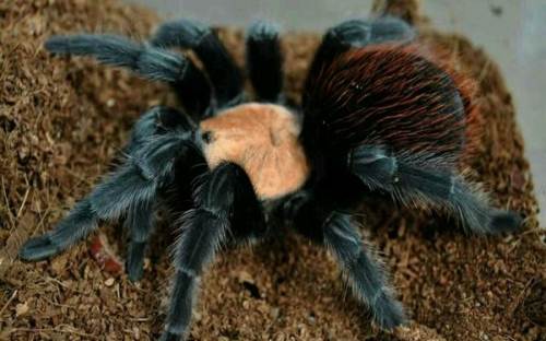 墨西哥金背红尾