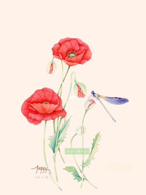 水彩罂粟花(附线稿)_水彩_水彩画_水彩画教程_文化