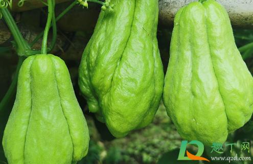佛手瓜为什么黏黏的