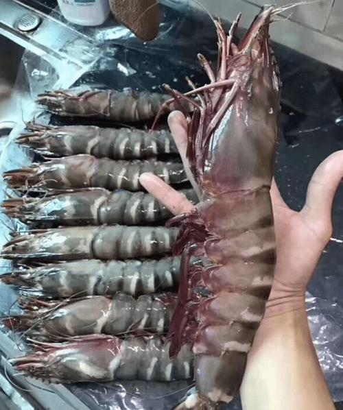 入侵物种黑虎虾手臂般粗细比小龙虾还猛美国没招了