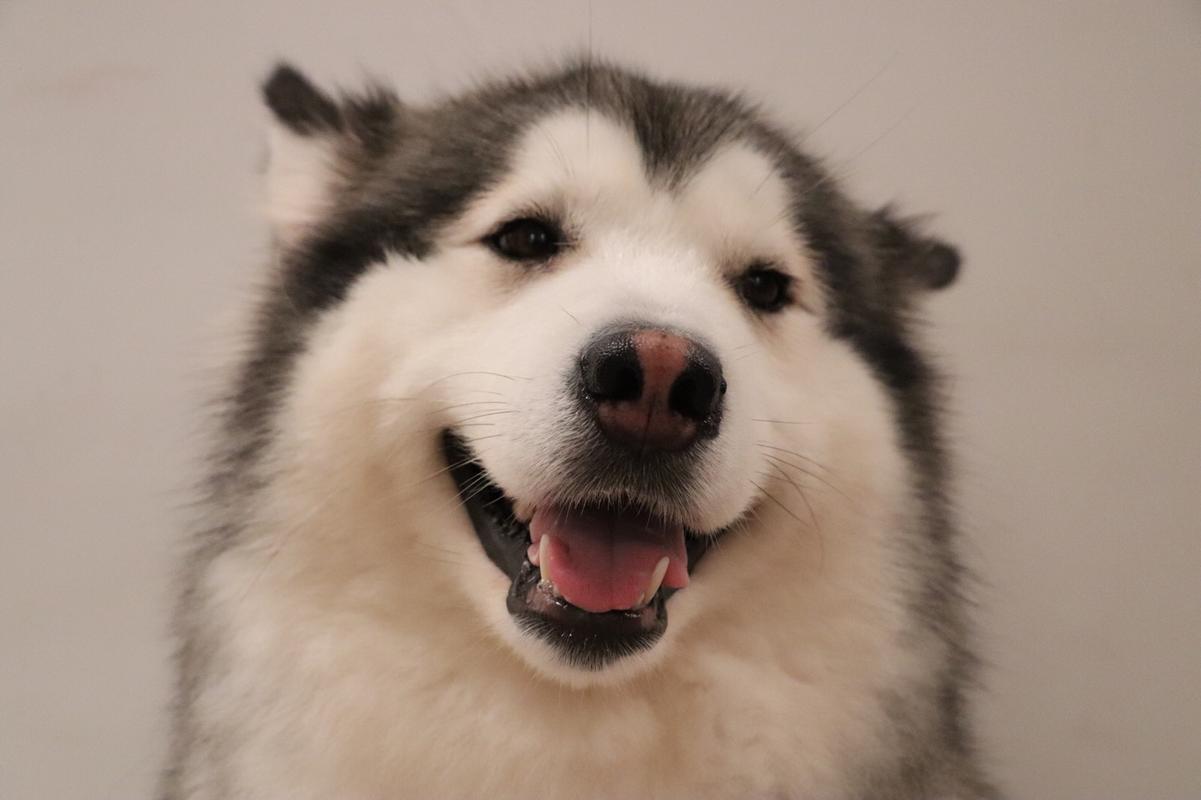 阿拉斯加宝宝 - 堆糖,美图壁纸兴趣社区