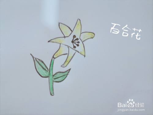 如何用铅笔画一朵百合花