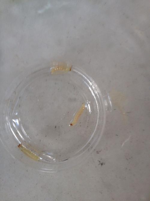 客厅这两天出了好多虫子,房间里没有,黄色头是黑的,这
