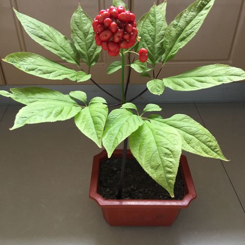 人参苗盆栽东北长白山带土大苗中药材种苗正宗幼苗籽人参种子