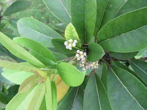 听百草故事,懂中药知识 牛耳枫功效与作用 【中药名】牛耳枫niuer