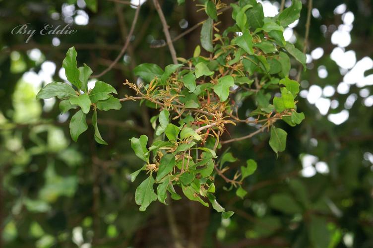 中药桑葚子与桑寄生是否同一种药?