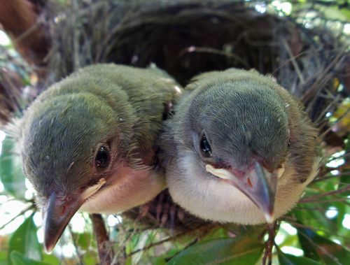 白头翁在搭窝……,吸取前三次失败教训,首先用尼龙绑带对鸟窝进行加固