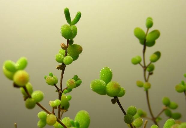 枝干番杏的养殖方法,枝干番杏和碧光环的区别