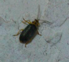 这是什么虫子啊 一到夏天家里就好多