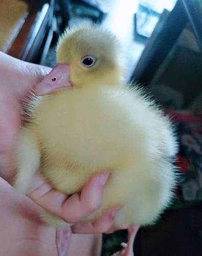 发现主人回来了,吱哇乱叫的鹅宝宝立马收声,倒在主人手上后秒睡