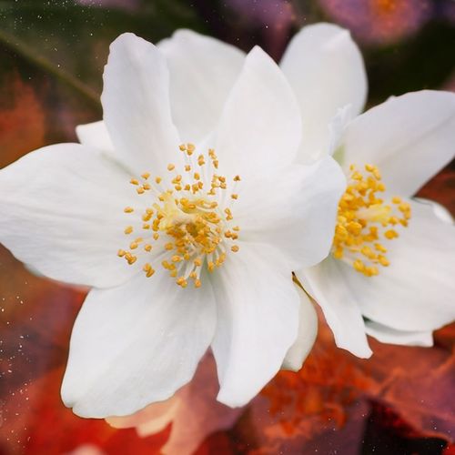 清心茉莉花_唯美微信头像图片_扣扣居