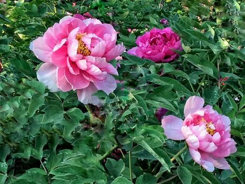 牡丹花海,我在丛中笑生态园林中,朋友间戏水玩耍自己做像册请欣赏!