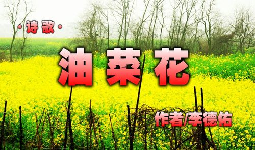 (诗歌) 油菜花