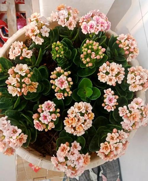 阿兰朵是一个比较经典的品种了,我记得10年前我开始养长寿花的时候