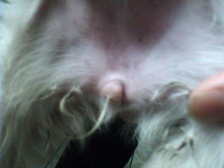 小狗狗如何分辨公母