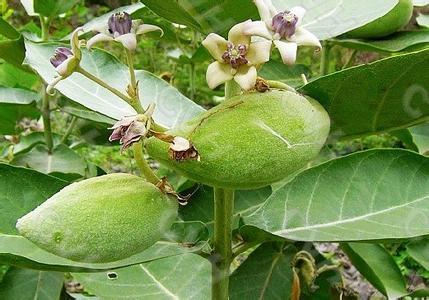 这是什么植物?叶子有点像是八宝景天是的,果子真恶心